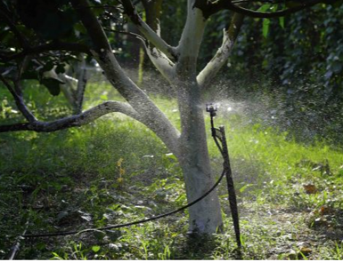 GIẢI PHÁP TƯỚI PHUN MƯA CHO CÂY SẦU RIÊNG 