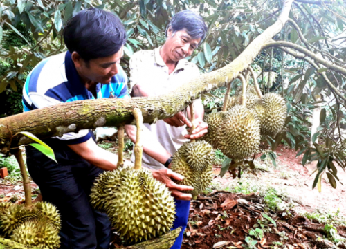 Phương pháp tưới sầu riêng tăng năng suất cao