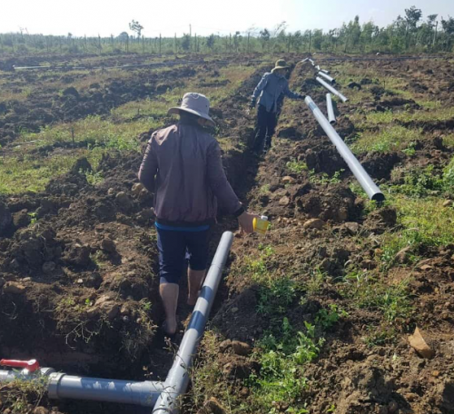 Cách chọn béc tưới cho sầu riêng mùa khô hạn  tại  TIỀN GIANG