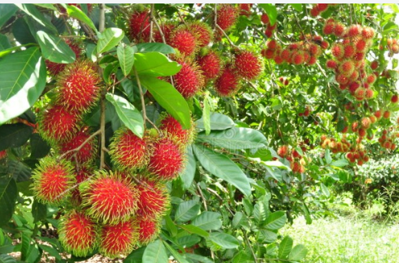 PHƯƠNG PHÁP TƯỚI PHUN MƯA CHO CÂY CHÔM CHÔM TẠO RA NĂNG SUẤT CAO