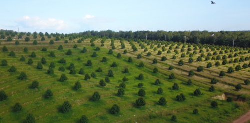 BÉC TƯỚI PHUN MƯA  CHO CÂY SẦU RIÊNG  TRÊN  ĐỊA HÌNH DỐC TẠI  GIA LAI