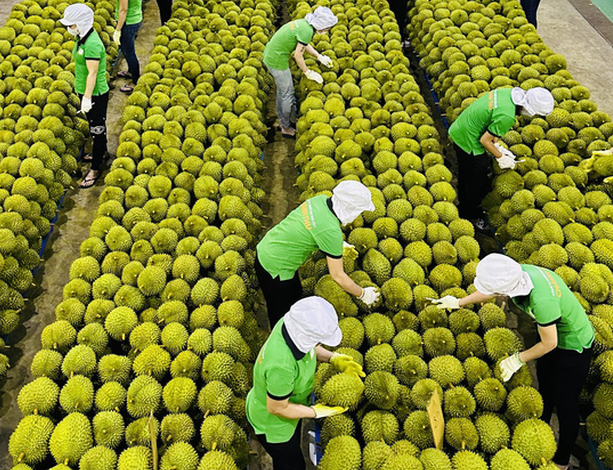 kỹ thuật chăm sóc  cho cây sầu riêng