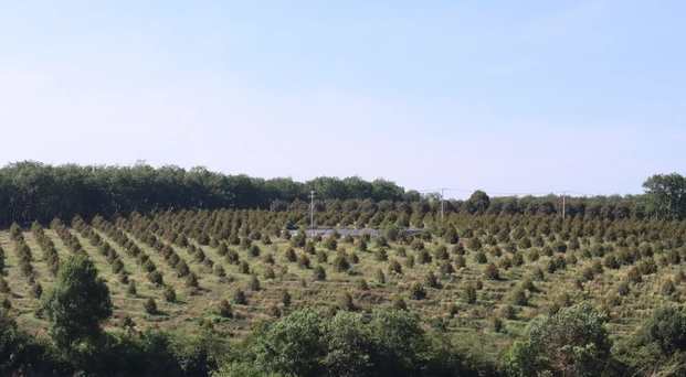 HỆ THỐNG TƯỚI TIẾT KIỆM CHO CÂY SẦU RIÊNG TẠI TÂY NGUYÊN