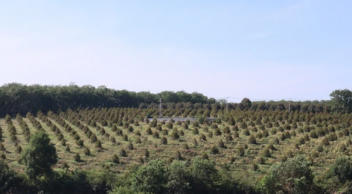 BÉC TƯỚI CÂY GIÁ RẺ CHO CÂY SẦU RIÊNG TẠI BÌNH PHƯỚC