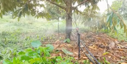 Béc tưới  cho cây  sầu riêng  giá rẻ tại Đồng Nai