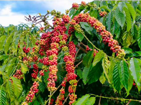 Hướng Dẫn Lựa Chọn Béc Tưới Cà Phê Phù Hợp Với Mô Hình Trồng Của Bạn Sử Dụng Béc Tưới VP5