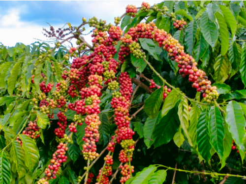 Hướng Dẫn Lựa Chọn Béc Tưới Cà Phê Phù Hợp Với Mô Hình Trồng Của Bạn Sử Dụng Béc Tưới VP5