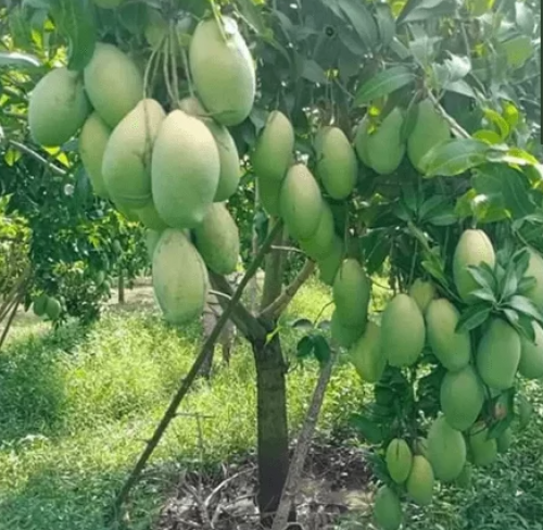 Béc Tưới Phun Mưa cho Cây  Xoài Hệ Thống Tưới Phun Mưa Tưới Hiện Đại 