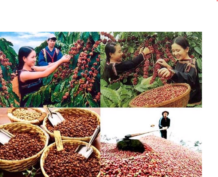 béc tươi cà phê giá rẻ