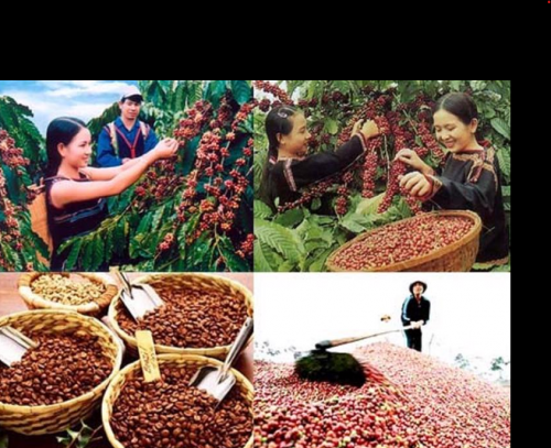 Béc tưới cà phê cho năng suất cao