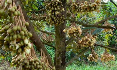  HỆ THỐNG  BÉC TƯỚI PHUN MƯA TRONG TRỒNG SẦU RIÊNG