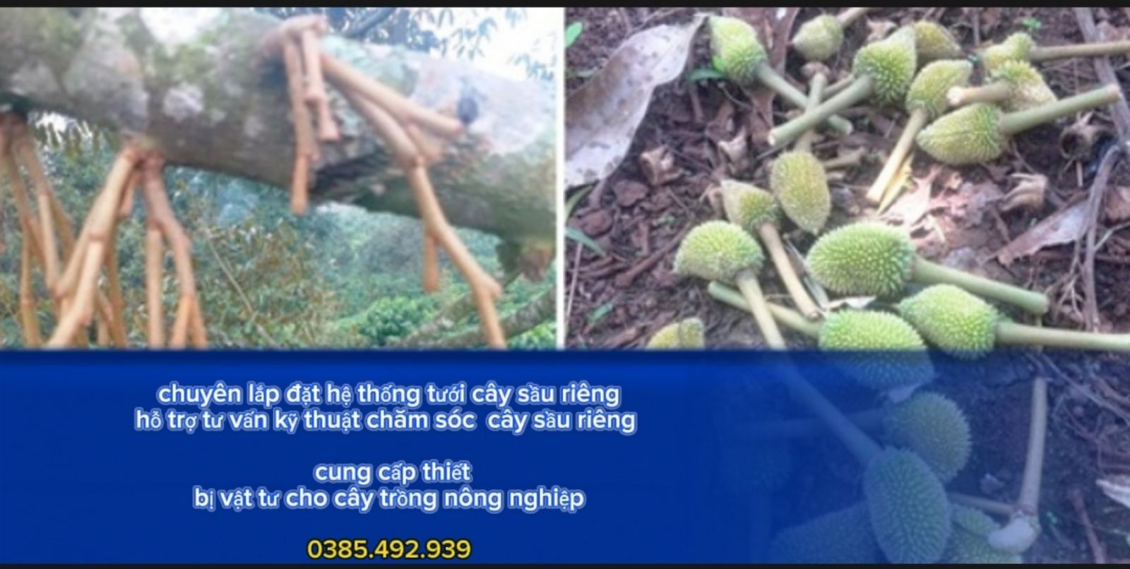 BÍ QUYẾT SỬ DỤNG BÉC TƯỚI PHUN MƯA CHO CÂY SẦU RIÊNG HIỆU QUẢ