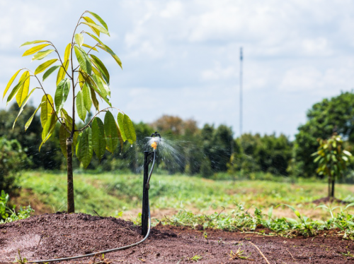 LÀM THẾ NÀO ĐỂ LỰA CHỌN BÉC TƯỚI PHÙ HỢP CHO CÂY ĂN TRÁI