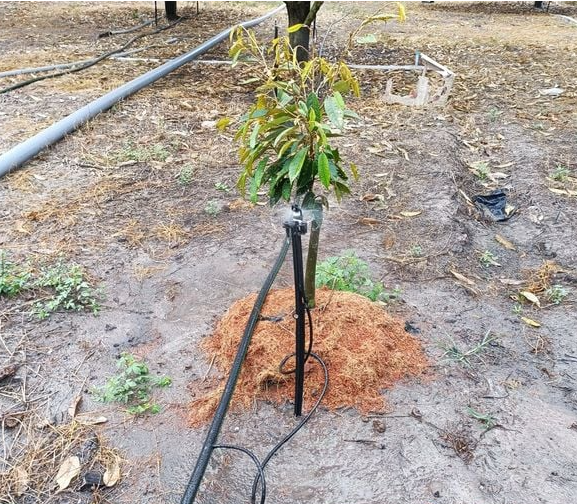 béc tưới sầu riêng giá tại tây ninh