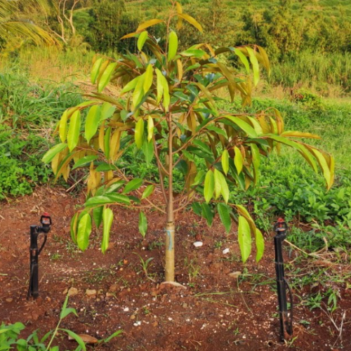 BÉC TƯỚI PHUN MƯA MANG LẠI NHIỀU LỢI ÍCH  VIỆC CHĂM SÓC CHO CÂY SẦU RIÊNG