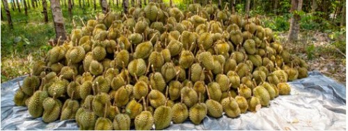 LƯỢNG NƯỚC TƯỚI  CHO CÂY  SẦU RIÊNG TẠI  BÌNH PHƯỚC