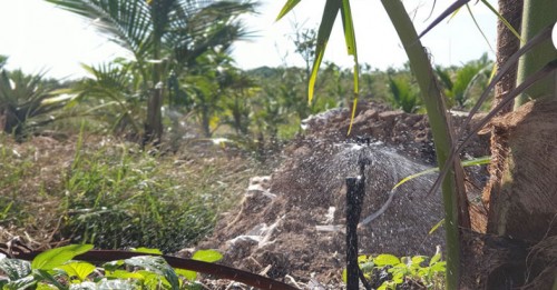 Lượng Nước Cần Thiết Cho Cây Dừa  Tại MIỀN TÂY