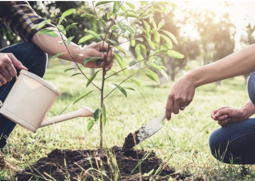 LƯỢNG NƯỚC TƯỚI CHO CÂY SẦU RIÊNG TẠI  BÀ RỊA - VŨNG TÀU