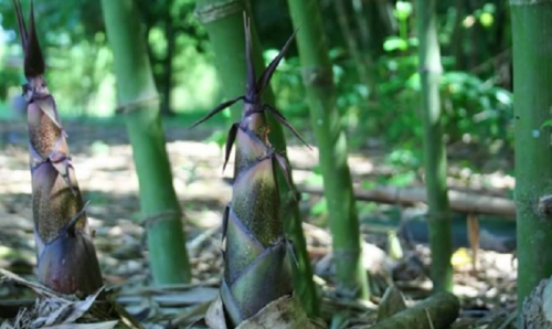 Kỹ thuật trồng và chăm sóc cây tre lấy măng