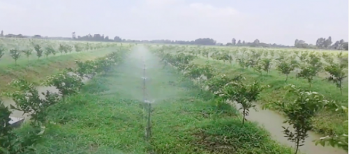 BÉC TƯỚI PHUN MƯA CHO CÂY NÔNG NGHIỆP VÀ SỰ LỰA CHỌN CHO MÙA VỤ