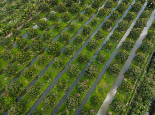 CÁCH CHỌN BÉC TƯỚI PHÙ HỢP CHO CÂY SẦU RIÊNG