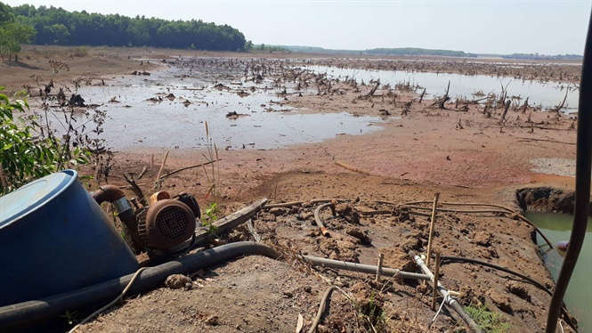  lắp đặt hệ thóng tưới cho cây sầu riêng tại bình phước