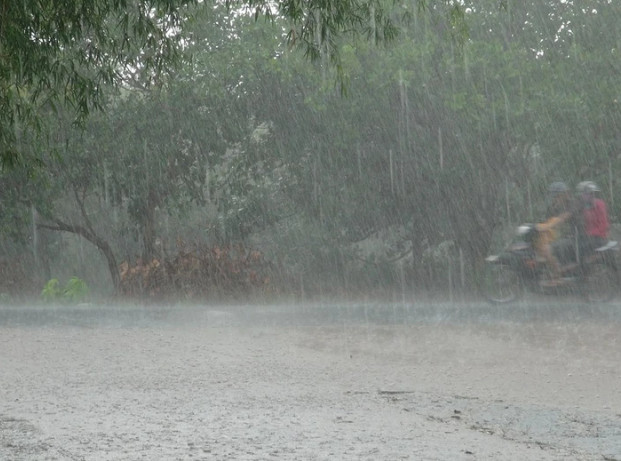 BẢNG GIÁ BÉC TƯỚI CÂY MỚI NHẤT NĂM 2024