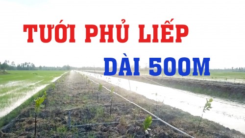 CÁCH TIẾT KIỆM THỜI GIAN CHO HỆ THỐNG TƯỚI SẦU RIÊNG 