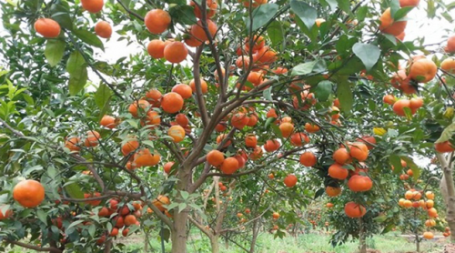 Phương Pháp Hiệu Quả và Lựa Chọn Thiết Bị Tưới cho cây cam trong kinh doanh