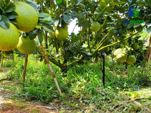 LỢI ÍCH ĐÁNG KỂ CỦA BÉC TƯỚI PHUN MƯA TRONG NÔNG NGHIỆP