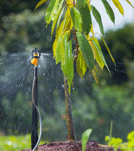 HỆ THỐNG TƯỚI CÂY SẦU RIÊNG NĂM 2024