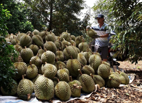 BÉC TƯỚI PHUN MƯA GIÚP NÔNG DÂN DẶT ĐƯỢC NĂNG SUẤT CAO