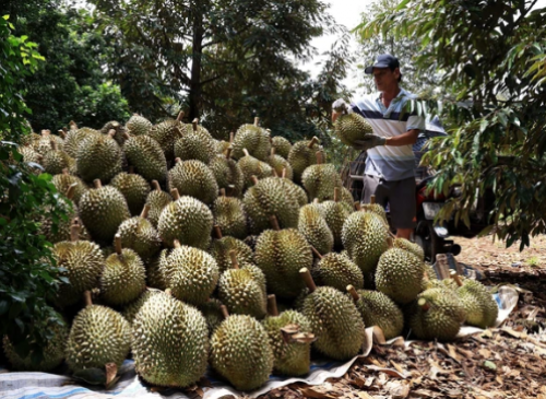  BÍ  Quyết Tưới Tiêu Nước Hiệu Quả Cho Cây Sầu Riêng Tăng Năng Suất CAO