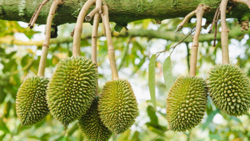  Tưới Cây Sầu Riêng Hiệu Quả Trong Mùa Mưa