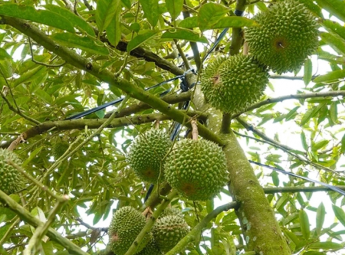 Chi Phí Lắp Đặt Hệ Thống Tưới  Sầu Riêng  Là Bao Nhiêu Tiền   