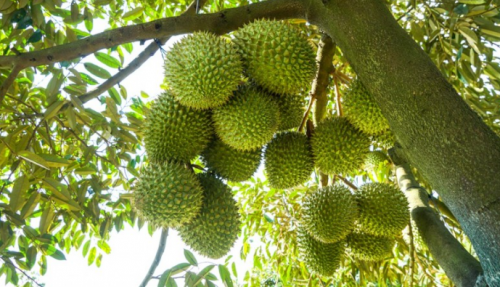 BÉC TƯỚI CÂY SẦU RIÊNG GIÁ RẺ TẠI TIỀN GIANG