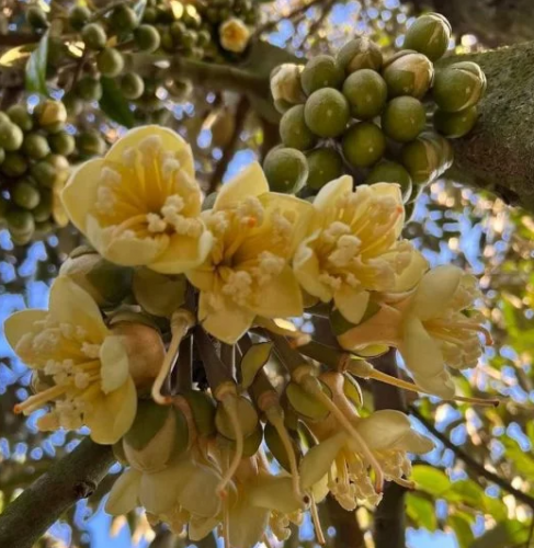 Tưới cây sầu riêng trong mùa mưa