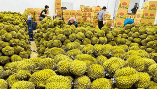 Xuất Khẩu Sầu Riêng Tăng Vọt:Cơ Hội và Thách Thức