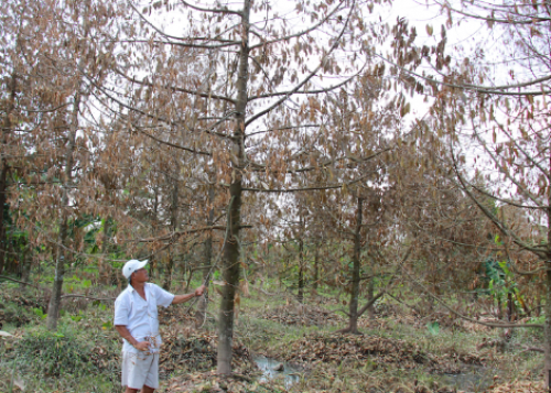 Hướng dẫn cách tưới cây trồng sầu Riêng đúng thời điểm