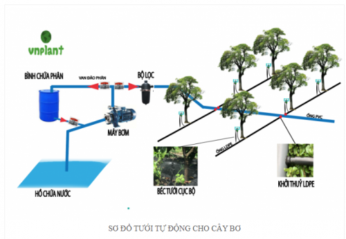 HỆ THỐNG TƯỚI TIẾT KIỆM CHO CÂY SẦU RIÊNG TẠI  TÂY NINH