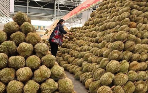 Tăng năng suất sầu RIÊNG nhờ hệ thống tưới tự động