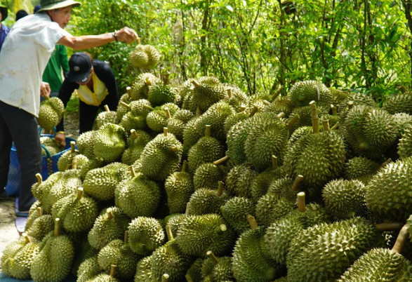 Lượng nước tưới  cho cây  sầu Riêng tại  tây Ninh