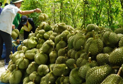 Lượng nước tưới  cho cây  sầu Riêng tại  tây Ninh