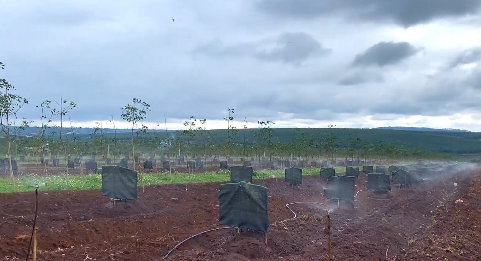 Cách chọn béc tưới cho sầu riêng mùa khô hạn tại ĐẮK - LẮK