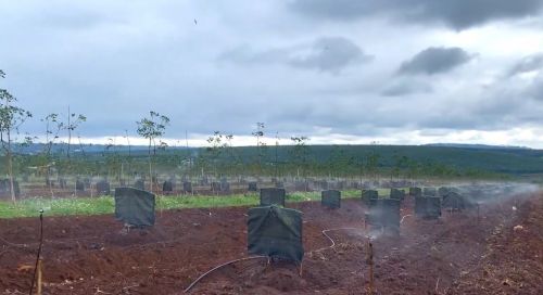 Béc Tưới  phun mưa Tự Động Cho Sầu Riêng – Giải Pháp Tối Ưu Cho Mùa Khô Hạn