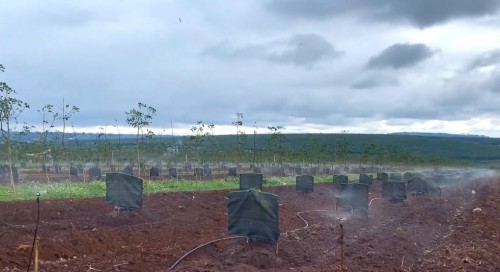 Cập nhật bảng giá béc tưới sầu riêng tháng 9/2024 tại Long AN