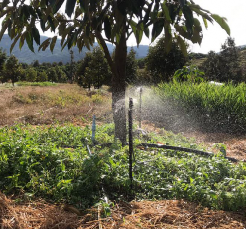 BÉC TƯỚI CHO CÂY SẦU RIỀNG THIẾT BỊ VẬT TƯ TƯỚI CÂY  TẠI HUYỆN CÁI BÈ TIỀN GIANG