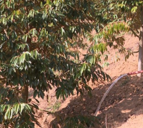 TƯỚI CÂY MÙA  KHÔ  NHỮNG  SAI LẦM CẦN TRÁNH