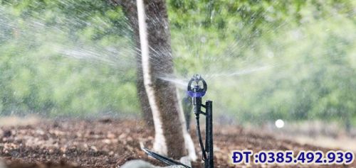 BÉC TƯỚI GỐC CHO CÂY SẦU RIÊNG  2024 . CHỌN BÉC TƯỚI PHÙ HỢP TẠO RA NĂNG SUẤT CAO