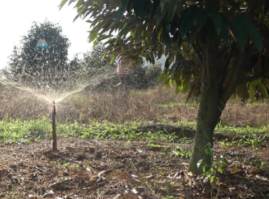 BÉC TƯỚI PHUN MƯA CHO CÂY SẦU RIÊNG GIÁ RẺ TẠI KHÁNH HÒA